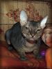 Выставка кошек 09.10.10 (23)