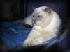 Выставка кошек 09.10.10 (24)