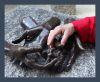 Странная скульптура  у площади Согласия