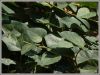 ivy