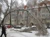 Последствия ледяного дождя в Подмосковье г. Жуковский, дерево убившее старушку 26 декабря 2010 года