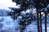 ель