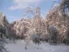 в лесу