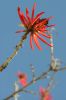 Flame Coral Tree - Коралловое дерево.