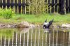 DSC 2126 копия