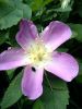 DSC00247