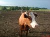 DSC00980