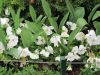 IMG 0719 копия