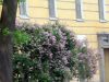Сирень из окна автобуса...дождь