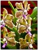 Орхидеи 3