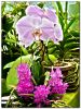 Орхидеи 5