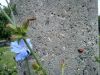 DSC00517