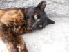 Солнечный кот
