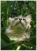 КОТ-ЛЕТО-06-007-3-САЙТ