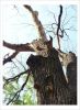  old tree