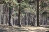 серебристые стволы