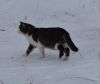 котэ