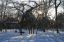солнечные лучи