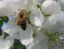 пчела(вид сзади)